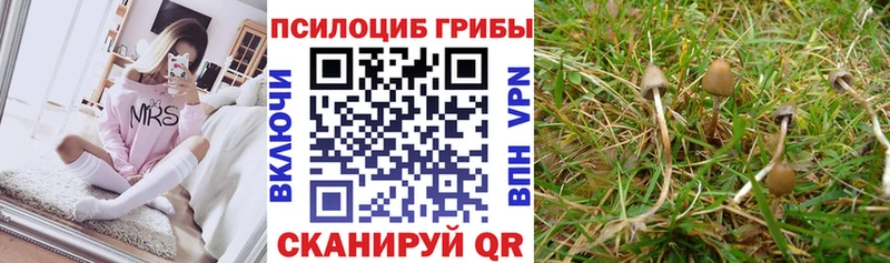 Галлюциногенные грибы Cubensis  Бабушкин 